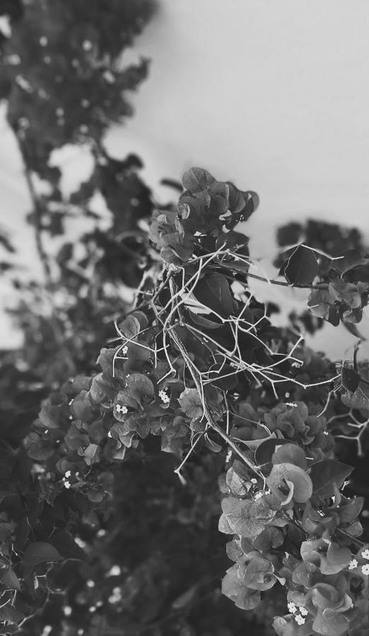 El Balcon De Alange Bed and Breakfast Εξωτερικό φωτογραφία